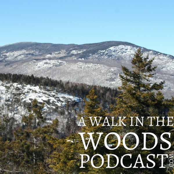 A Walk In The Woods cover