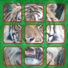Live Animals - Sliding Square Puzzle
