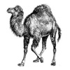 Perl