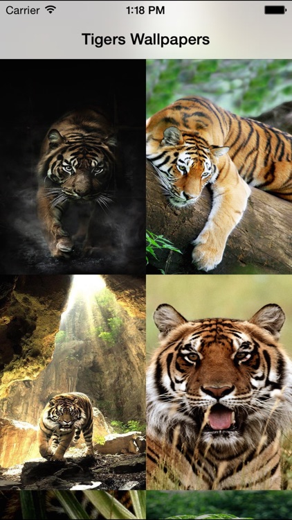 Amazing Tigers Wallpapers by Wesley Shaw