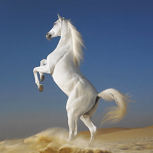 膨大なアートギャラリー・夢の馬：品種·タイプ、競馬場＆トーナメント、写真＆絵画