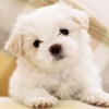 Cute Dog & Puppies Wallpaper | Free Background free puppies 