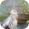 Eagle sounds – Bald Eagle Sound Call eagle logistics transportation 