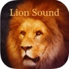 Lion Sounds - Lion Roaring, Lion Music food lion 