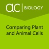 Comparing Plant and Animal Cells plant cells 