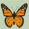 Papillons & Libellules