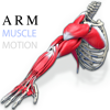 Arm Muscles Motion