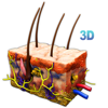 Skin Section 3D