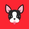 Black Boston Terrier Animated Emoji Stickers