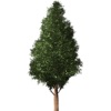 Trees Sticker Pack!