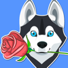 no app image