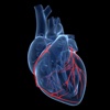 Preventing Cardiovascular Diseases-Heart Disease heart diseases 