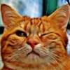 Best Cat Adesivi Confezione
