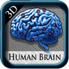 Human Brain Pins 3D
