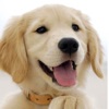 СОБАКИ обои HD + Only the best DOGS wallpapers