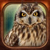 Birds Collection-The library of wild birds video- birds