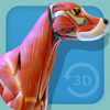 GraphicVizion - Visual Anatomy - Canine アートワーク