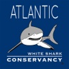 Sharktivity - Atlantic White Shark Sightings, Detections, Movements, & Research from the Atlantic White Shark Conservancy atlantic ocean tides 