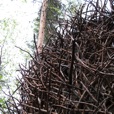 BirdsNest