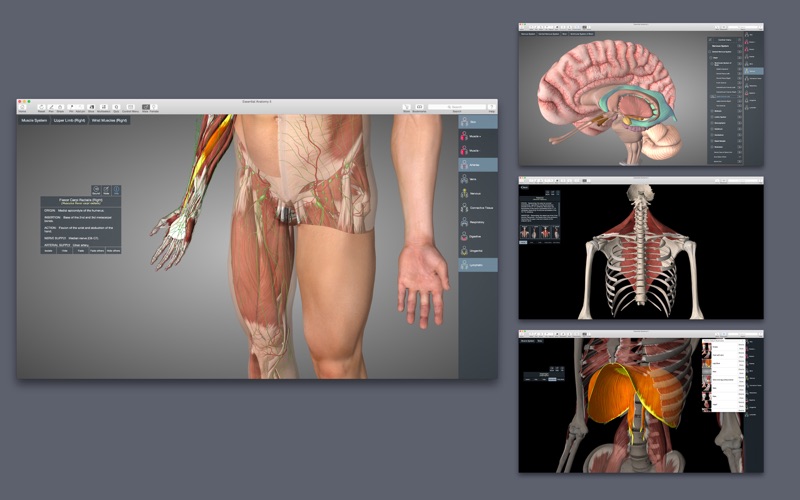 3d4medical complete anatomy mac torrent