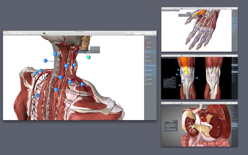 essential anatomy 5 for mac download