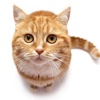 Cat Sounds : Fun sounds for cat lovers, kids and adults cat sounds 