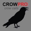 Crow Calls & Crow Sounds for Hunting Crows + BLUETOOTH COMPATIBLE eating crow 