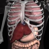 Anatomy 3D Organs