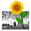 iSplash Colors - Add Cool Color Effects To Any Photo