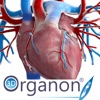 3D Organon Anatomy - Heart, Arteries, and Veins body arteries 