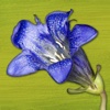Rockies AlpineFlower Finder – a field guide to identify the wildflowers of the Rocky Mountains colorado rocky mountains 