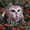 Owl Wallpapers - Stunning Collections Of Owl madagascar red owl 