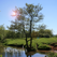 Tree Id - British Tree Identification Guide