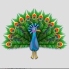 Peacock Cute