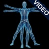 Animated Anatomy and Physiology for iPad