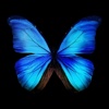 Everpix (Ad Free) - Wallpapers