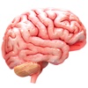 Human Brain