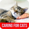 Caring For Cats - Tips on Caring for a Pregnant Cat