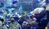 Real Aquariums HD fish aquariums 