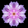 flower Wallpaper & Background for Iphone and Ipad