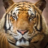 Tiere Puzzle