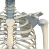 Human Shoulder 3D