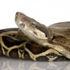 Boa Constrictor Imperator
