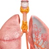 Endocrine Glands Female 3D
