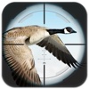 Flying Bird Hunting