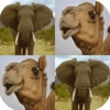 Ninu's Animal Match Card Memory Game