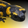 Feuersalamander in Hessen melden!