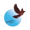 Blackbird Wellness
