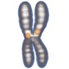 Chromosomes 3D