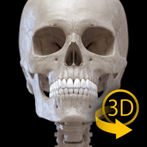 骨格系 - 解剖学3D アトラス – 人体の骨格